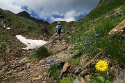 Pizzo Pradella (2626 m) con tanti bei fiori, salito da Valgoglio il 9 luglio 2016 - FOTOGALLERY